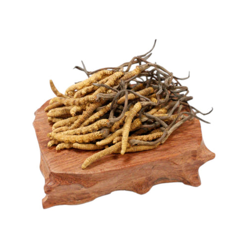 Cordyceps(Premium)(1 tael)