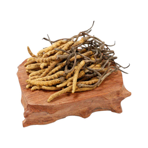 Cordyceps(Premium)(10g)