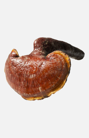 Red Lingzhi (Each Tael)