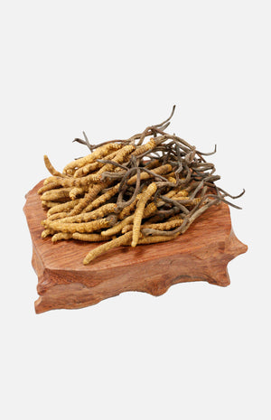 Cordyceps(Premium)(20g)