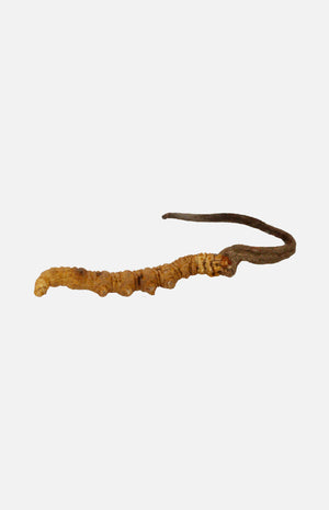 Cordyceps(Premium)(10g)