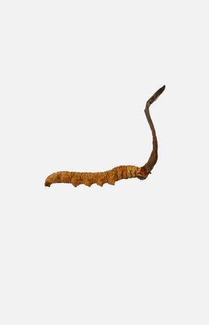 Cordyceps(Queen)(10g)