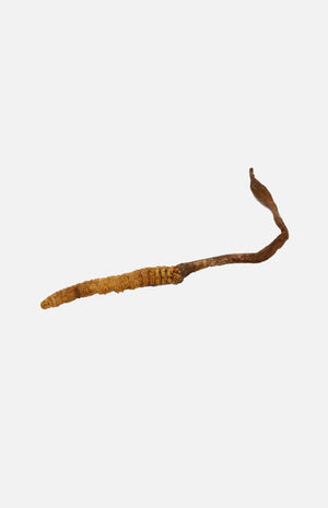 Cordyceps(Elementary)(1 tael)