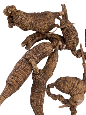 American Wild Ginseng (Each Tael)