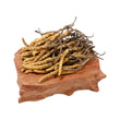 Cordyceps(Premium)(10g)