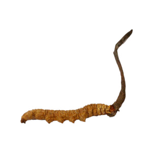 Cordyceps(Deluxe)(10g)
