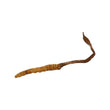 Cordyceps(Elementary)(10g)