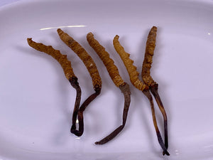 Cordyceps(Queen)(1 tael)